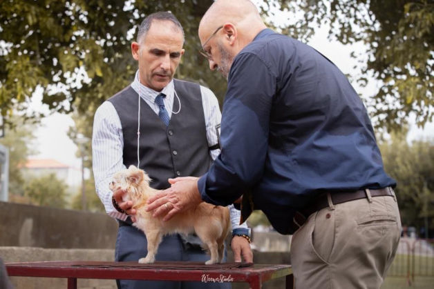 hagostinhus-kennel.com