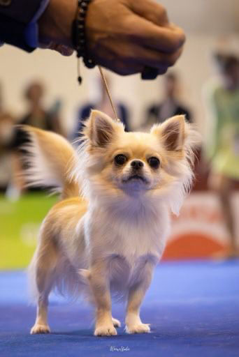 hagostinhus-kennel.com